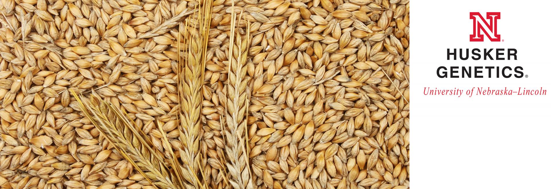 Husker Genetics Winter Barley