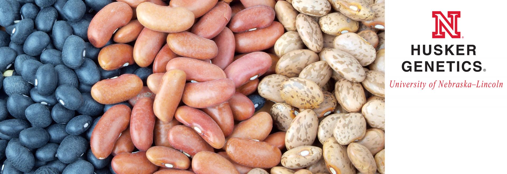 Husker Genetics Dry Edible Beans